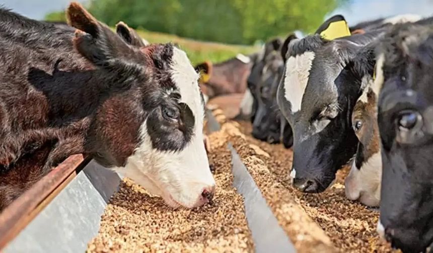 Yemde Vergi Şoku - Çiftçi Daha Zam Gelmeden Endişelendi