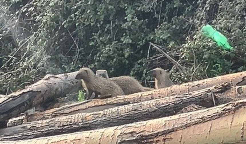 Erdemli’de Merkeze Kadar İndiler: Sansar Ailesi Mahalle Arasında Görüntülendi