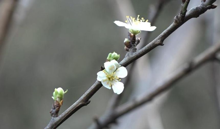 Silifke’de Yalancı Bahar: Erik Ağaçları Erken Çiçek Açtı