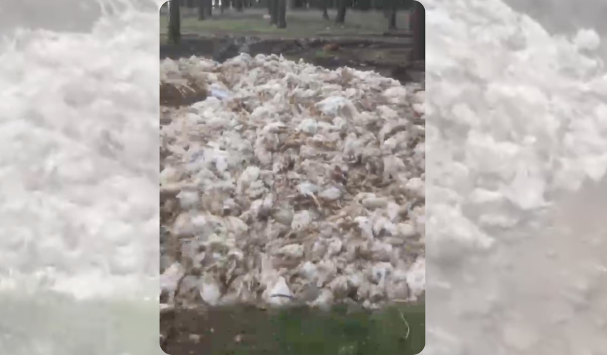 Tarsus’ta Çevre Alarmı! Ölü Tavuklar Ormana Atıldı