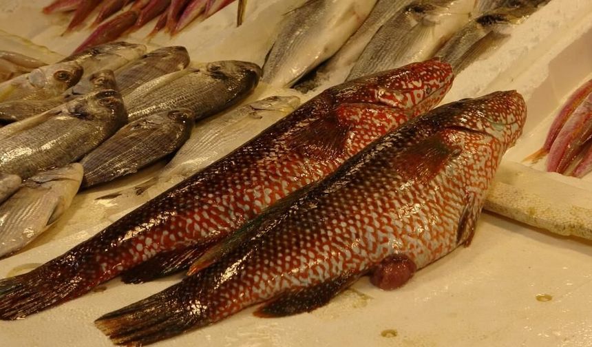 Mersin’de  ‘Portakal Benekli Lagos’ Tezgaha Çıktı