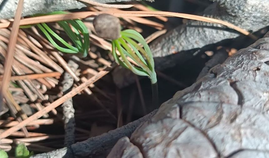 Silifke’de Küllerinden Doğuş: Yanan Ormanlar Yeniden Hayat Buluyor