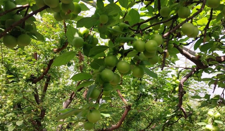 Mut’ta Örtü Altı Erik Hasadı Başladı