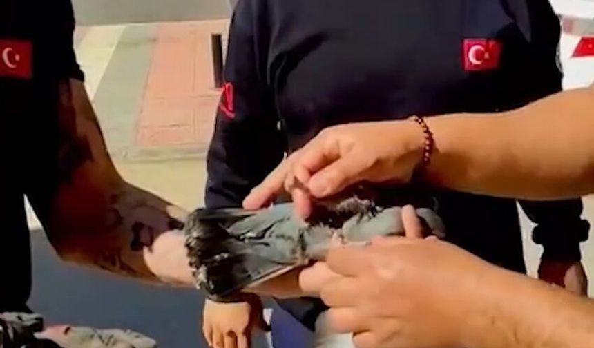 Balkon filesine takılan güvercin kurtarıldı