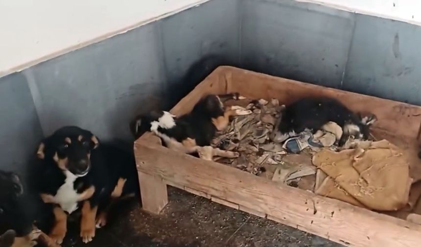 Bucak'taki hayvan barınağı iddialarına soruşturma