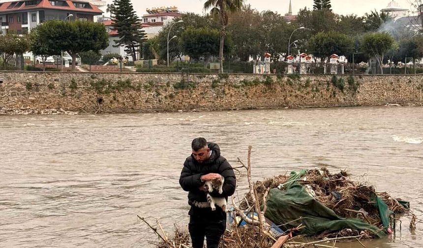 Çayda mahsur kalan kediyi vatandaş kurtardı