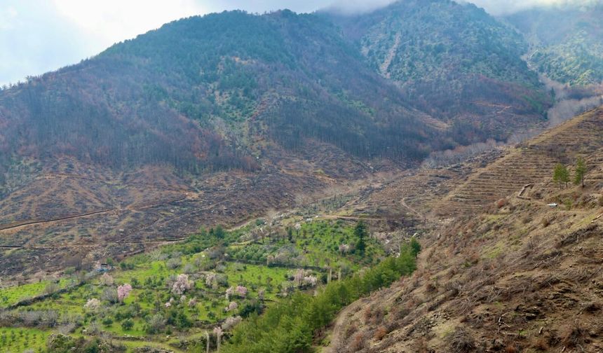 Hatay'da yangından zarar gören 287 hektar ormanlık alan yeşillendiriliyor