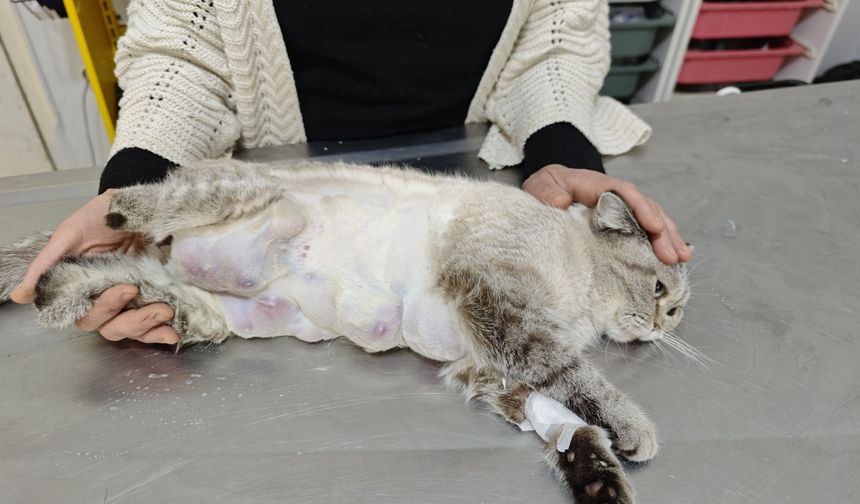 Meme kanseri olan kediden 330 gram tümör temizlendi