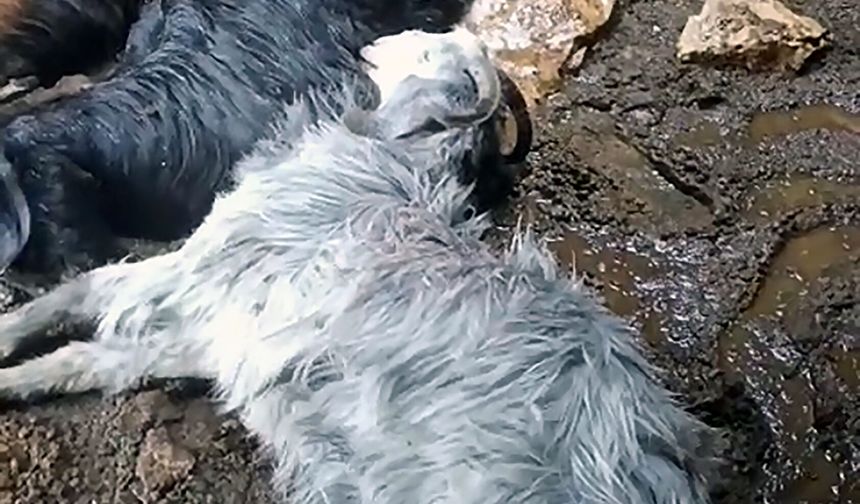 Yıldırım düşen ahırdaki 5 keçi telef oldu