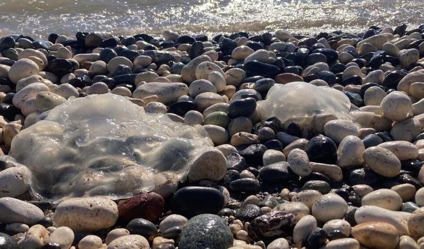 Mersin Sahillerinde Denizanası Alarmı! Uzmanlar Uyardı