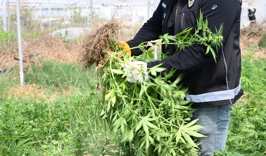 Mersin'de binlerce kök kenevir ele geçirildi
