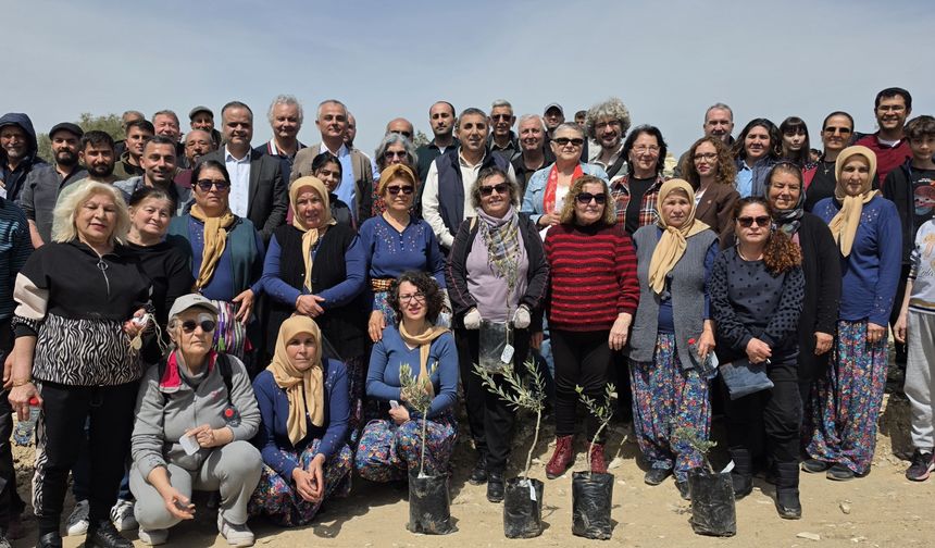 Mut'ta kadim zeytin fidanları toprakla buluştu