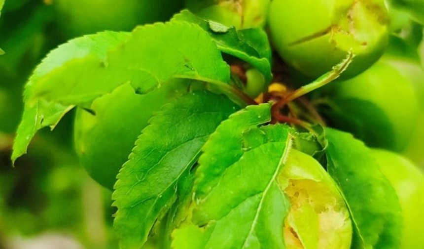 Silifke'de dolu erik ağaçlarına zarar verdi