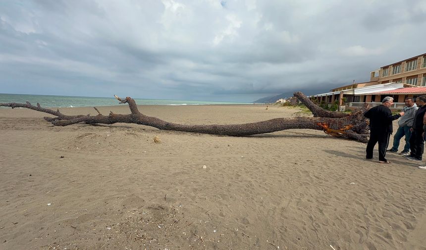 Kıyıya 15 metre uzunluğunda çam ağacı vurdu