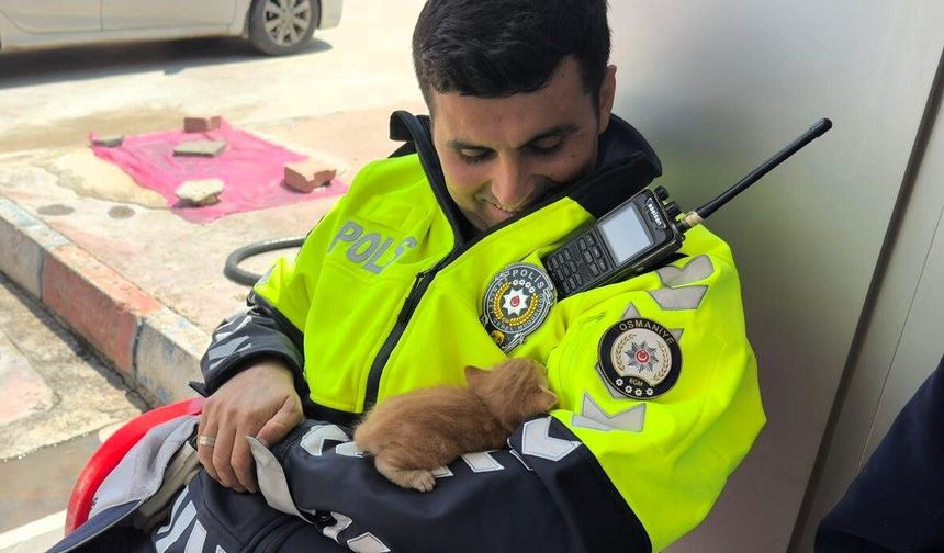 Uygulama noktasında durdurulan otomobilin motorundan 3 yavru kedi çıktı
