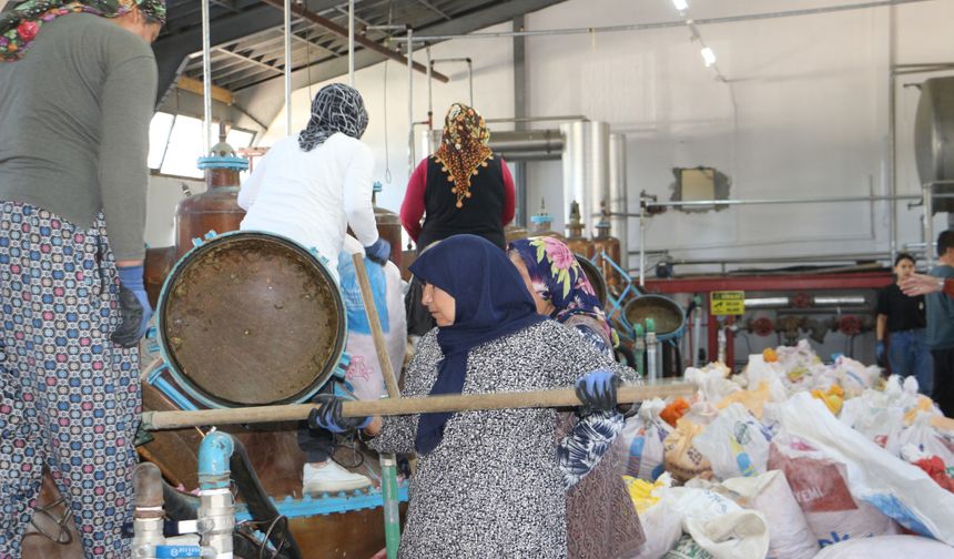 Isparta'da gül sezonu başladı