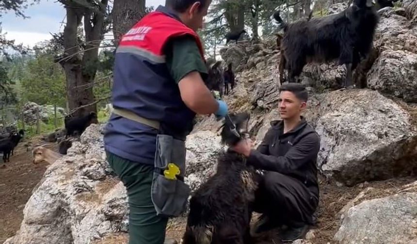 Kadirli'de küçükbaş hayvanlar aşılanıyor