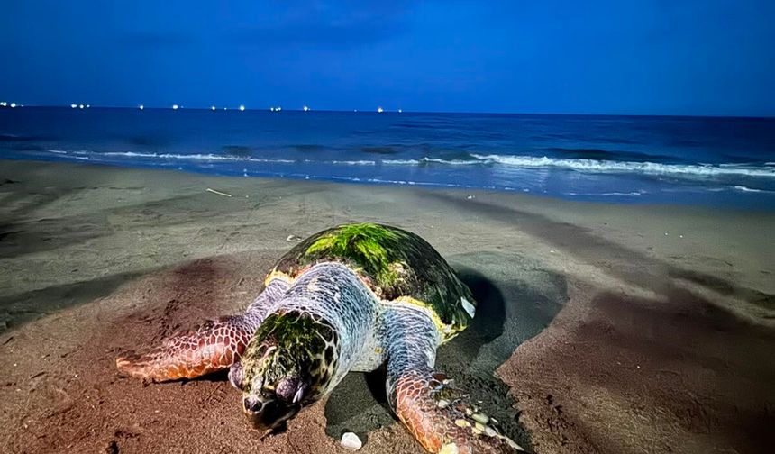 Mersin'de sahile ölü caretta caretta vurdu