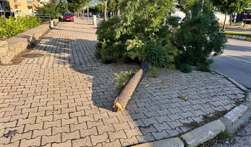 Otomobil ağaca çarpıp ters döndü