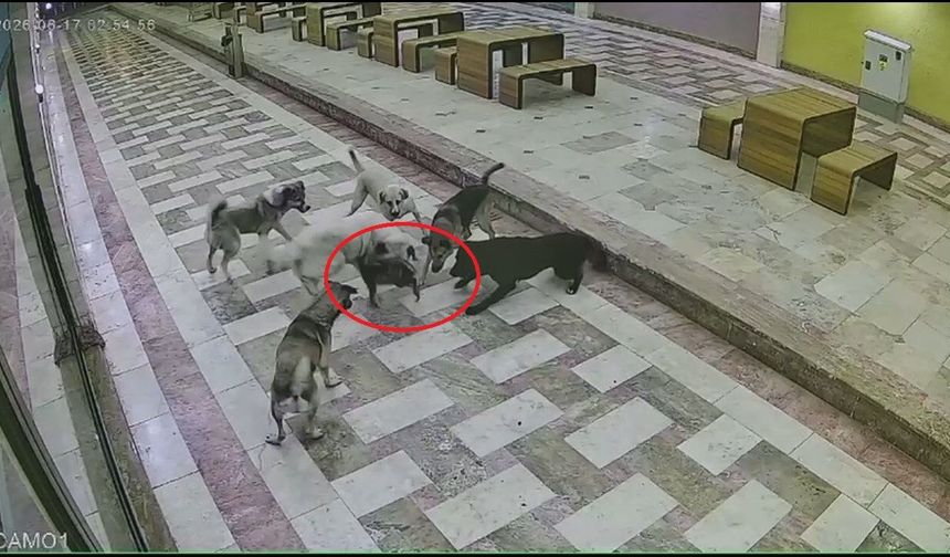 Sahipsiz köpeklerin saldırdığı kedi öldü