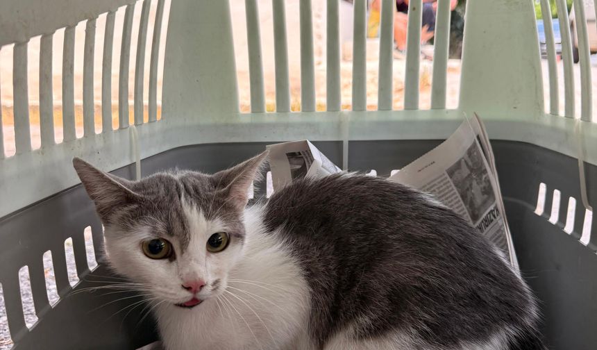 Ağaçta mahsur kalan kedi kurtarıldı