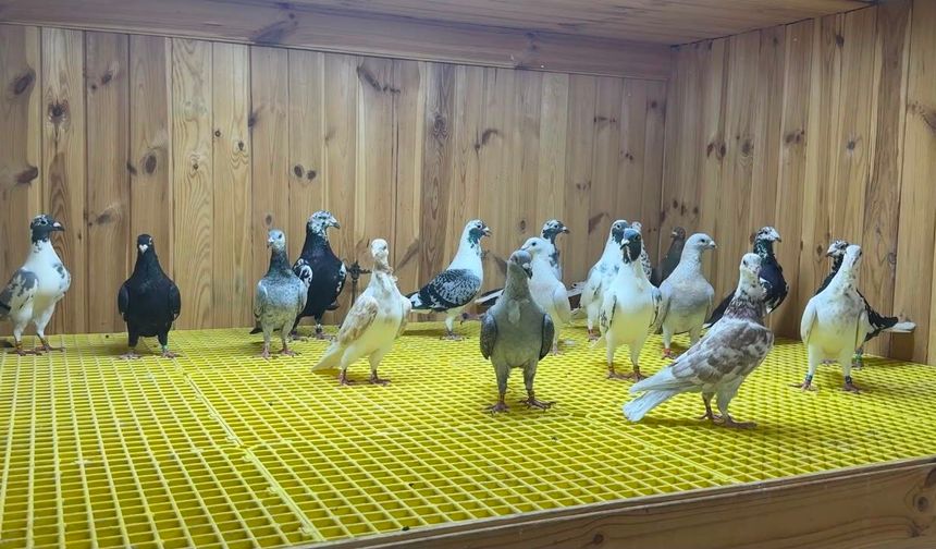 Kuş tutkunu, kümeste 'servet' besliyor