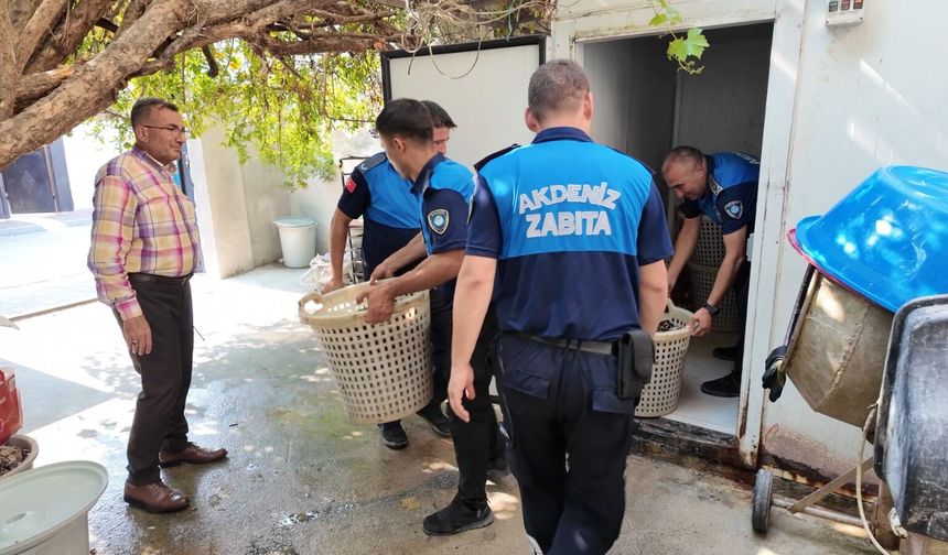 Mersin'de 200 kilo bozuk midye dolması ele geçirildi
