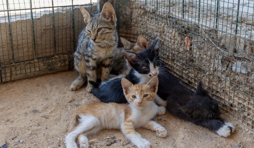 Mersin'de binlerce can dost güvenli ellerde
