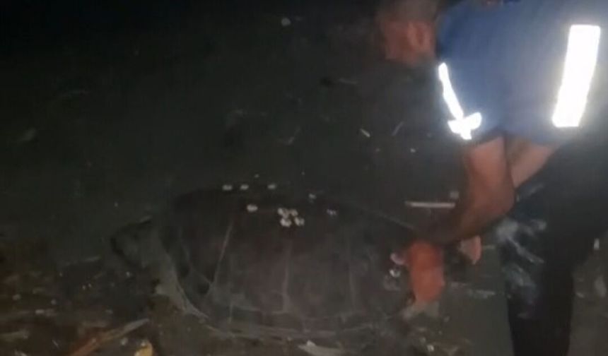 Sahilde yönünü şaşıran caretta carettayı vatandaşlar denize ulaştırdı