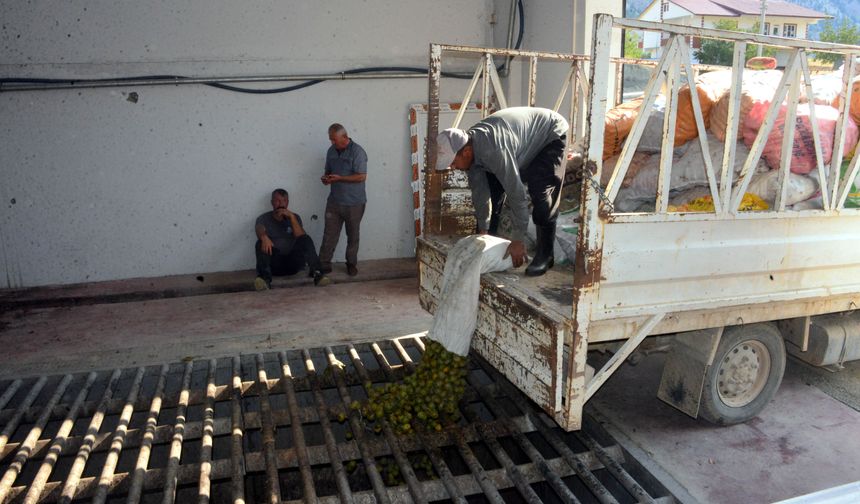AB tescilli Çağlayancerit cevizinde hasat başladı