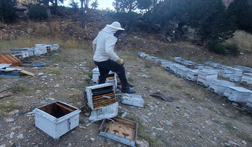 Aç kalan ayılar arı kovanlarını parçaladı