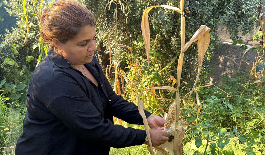 Atalık tohumları gelecek nesillere taşıyor