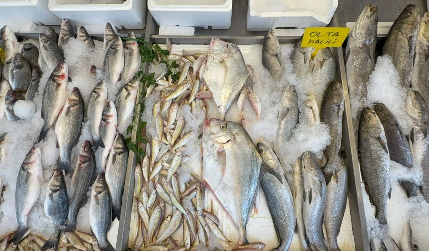 Mersin'de denizden 'deve balığı' çıktı