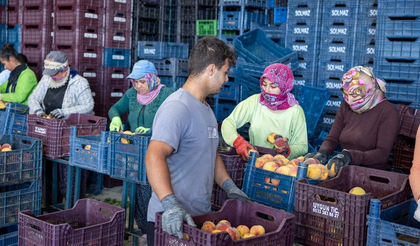 Mezitli Belediyesi üreticinin emeğine sahip çıkıyor