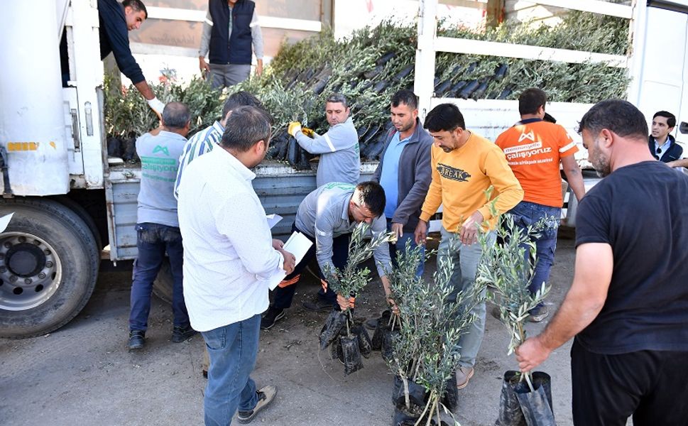 Mersin Büyükşehir'den Çiftçiye ve Hayvancıya Büyük Destek: Zeytin Fidanı ve Mısır Yem Dağıtımı