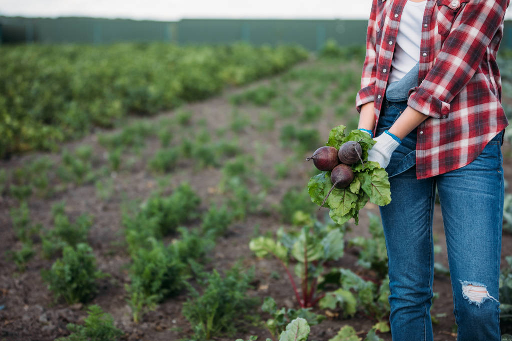 Stock Photo Farmer Holding Beets In Field