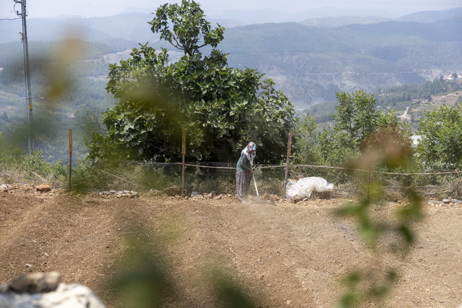 Yenişehir Belediyesinin Desteğiyle Safran Üreticisi Sayısı Artıyor (12)