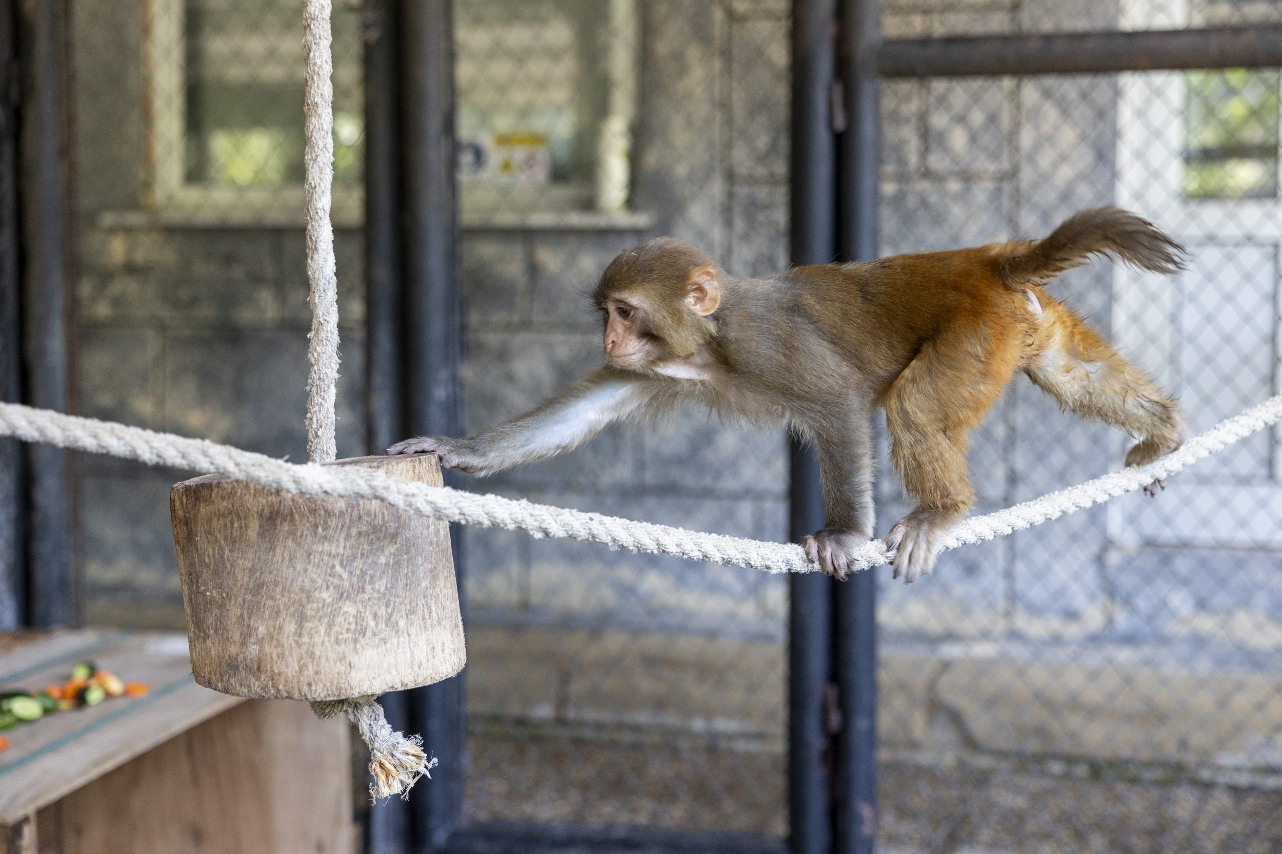 Şi̇ddet Mağduru “Şeker”, Büyükşehi̇r Beledi̇yesi̇’ni̇n Korumasinda (5)