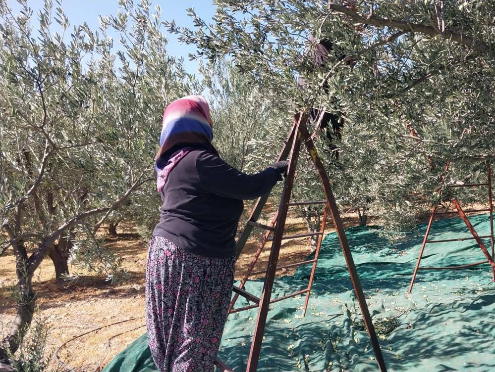 559461235 1433158178809602 3022994736614935968 N