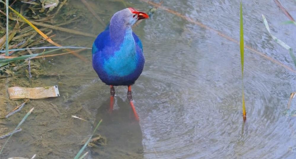 603875149 1468034225321997 5374495488641544553 N