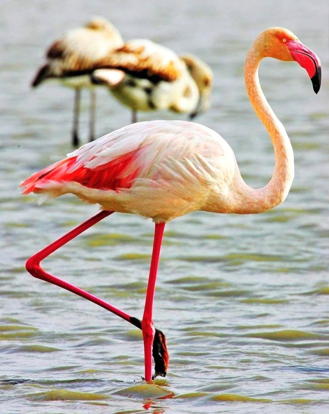 G O K S U D E L T A S I N D A G O C M E N K U S Y O G U N L U G U 1046086 310420