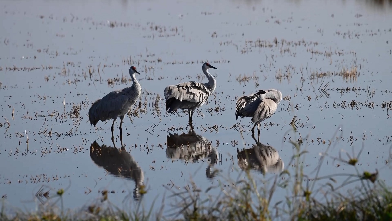 G O K S U D E L T A S I N D A G O C M E N K U S Y O G U N L U G U 1046090 310420