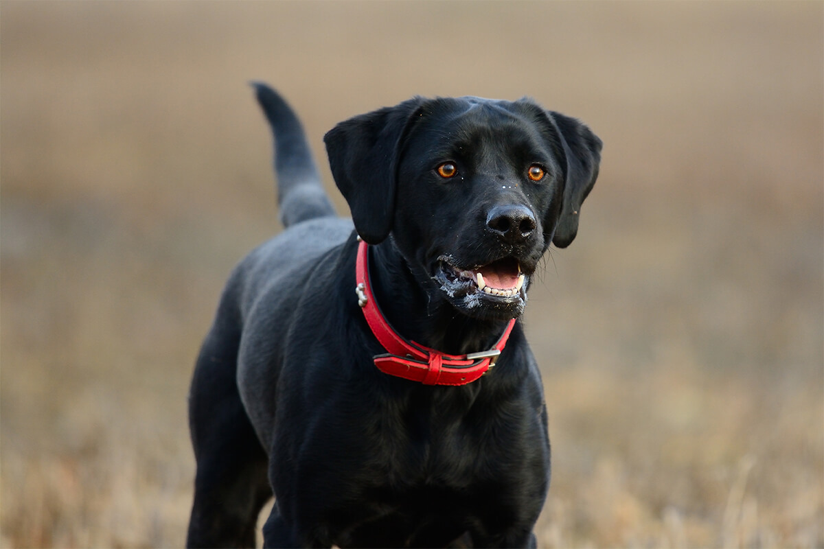 Labrador Rottweiller6
