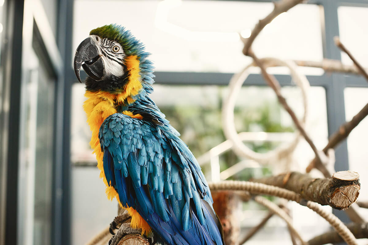 Papagan Sahiplenme 3