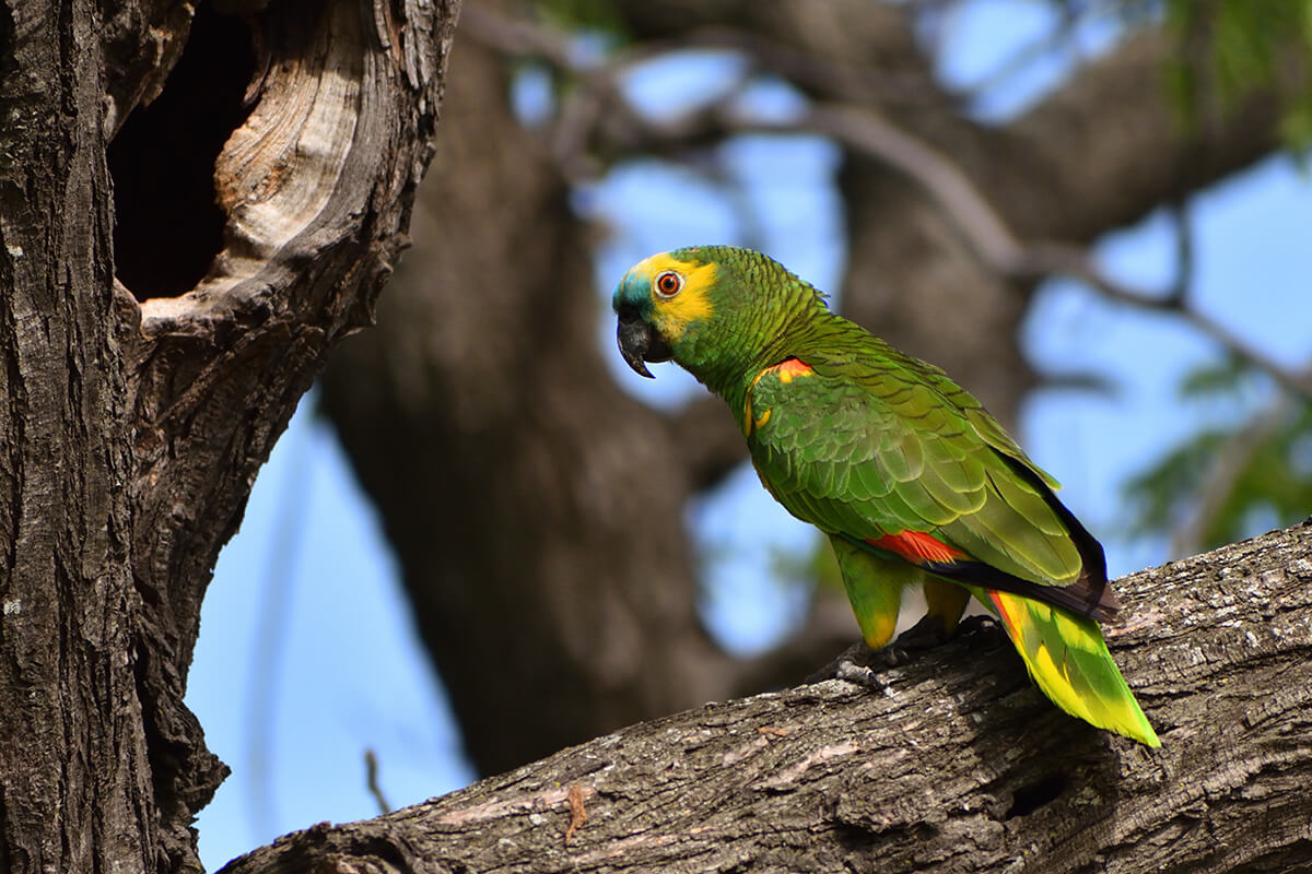 Papagan Sahiplenme 5