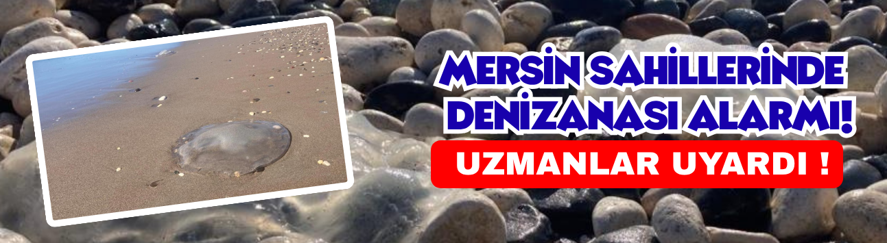 Mersin Sahillerinde Denizanası Alarmı! Uzmanlar Uyardı