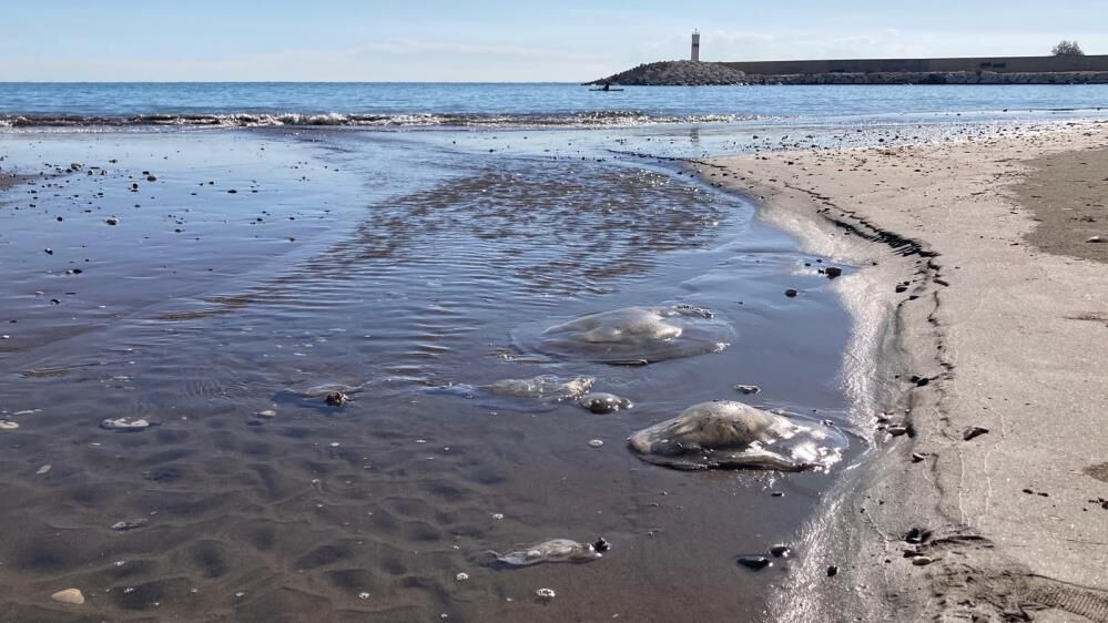 658208939 1557755949683157 6727340129115555893 N