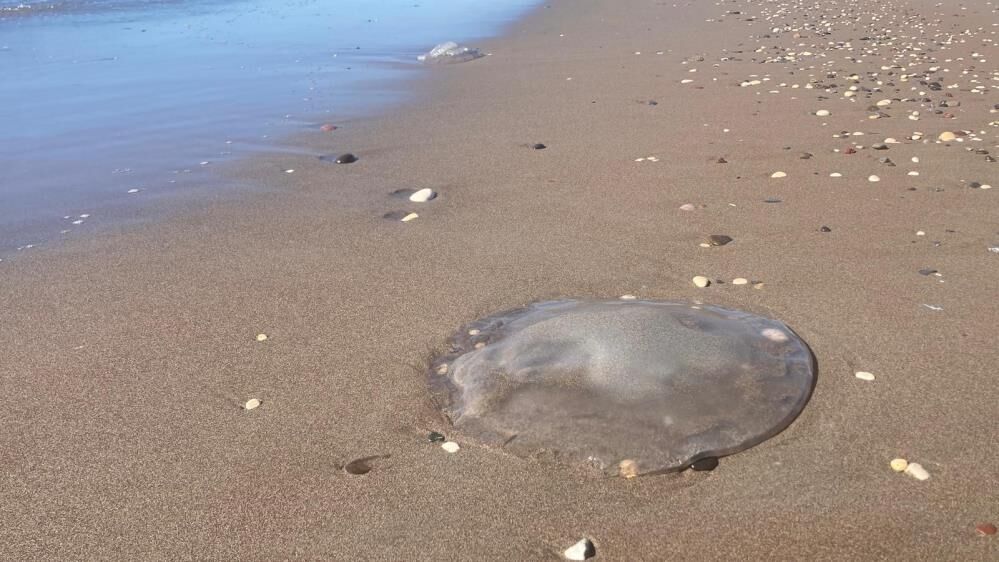 658890604 1557755943016491 1673444921596527118 N