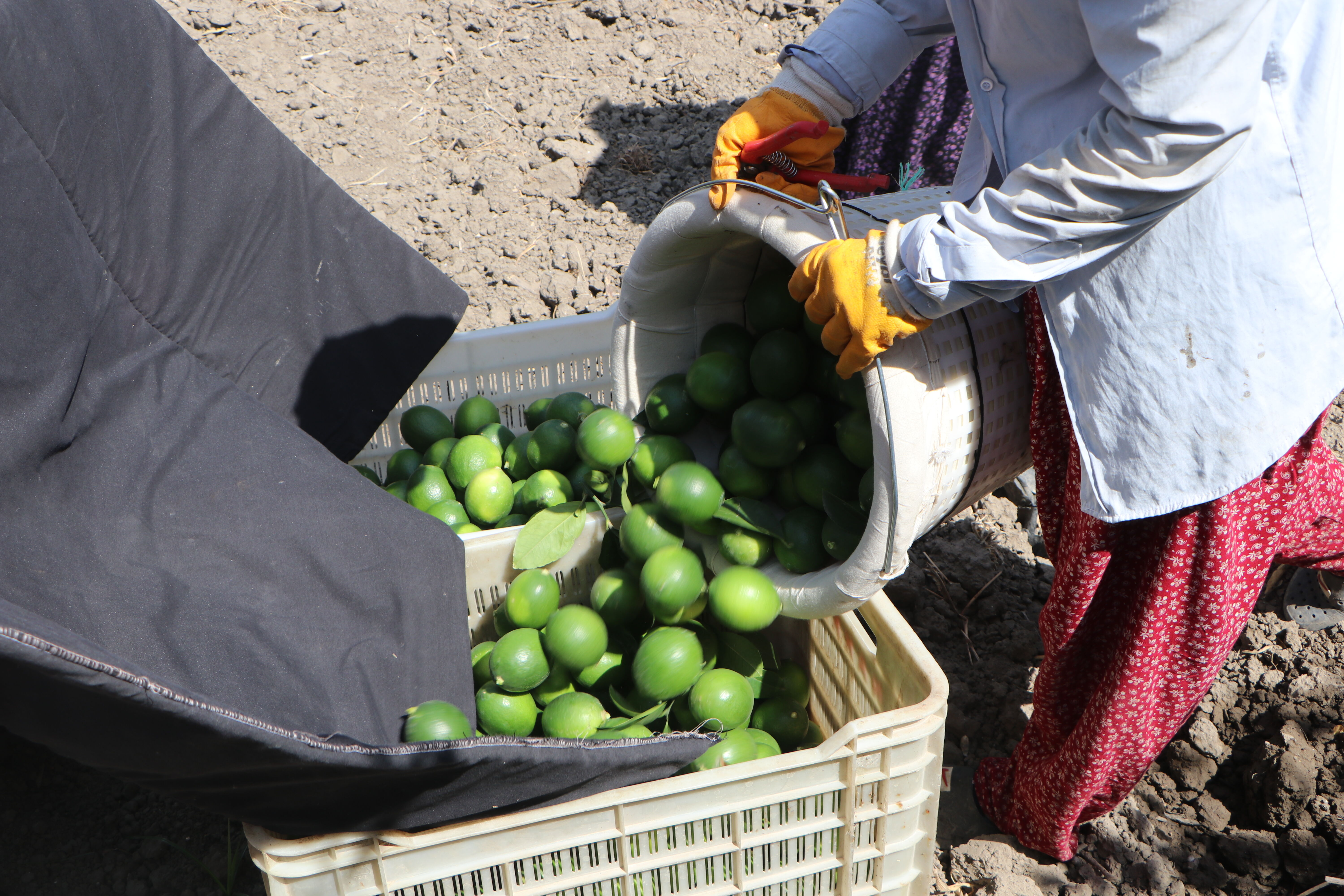 Adana'da yeni sezon limona 'yatak limon' engeli