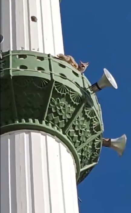 Tilki minareye çıktı